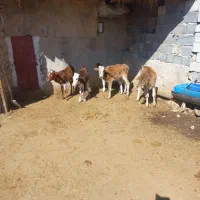 گاو وگوساله