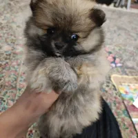 سگ اشتپیز ژاپنی