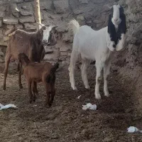 گیسه پاکستانی و بز محلی اصل