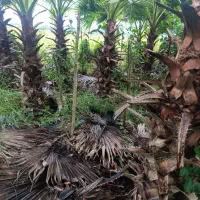 برگ نو (پایه پیوند)|خدمات باغبانی و درختکاری|چابکسر, |دیوار