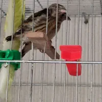 جوجه سهره نرمه خور ۲تا