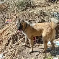 سگ گمشده|سگ|تایباد, |دیوار