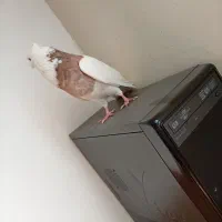 کبوتر طوقی|پرنده|بروجن, |دیوار