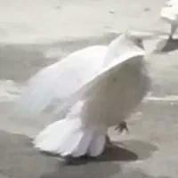 یک جفت کفتر پرشی|پرنده|شهریار, شهرک مصطفی خمینی|دیوار