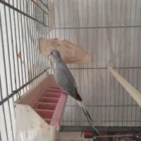 جفت کبوتر خانگی