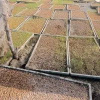 نیاز نشا برنج هاشمی وجمشیدی