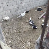 بوقلمون ۵ عدد یکی نر ۴ ماده یک ساله