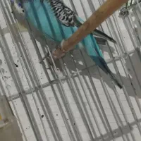 مرغ عشق نر|پرنده|گرگان, |دیوار