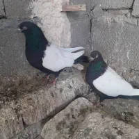 سلام پرنده فروشی