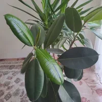 گل فیکوس و یوکا
