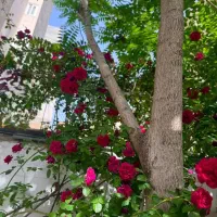 خوابگاه دانشجویی عدل|اجارهٔ کوتاه‌مدت آپارتمان و سوئیت|مشهد, فرهنگ|دیوار