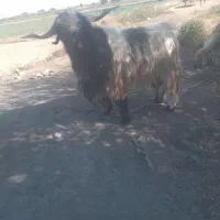 چش دوبور  بهده|حیوانات مزرعه|گتوند, |دیوار