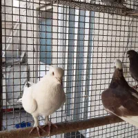 کفتر پرشی همه رنگ|پرنده|ری, علایین|دیوار