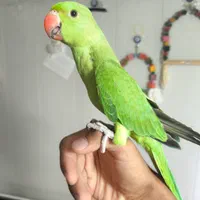 طوطی ملنگو و عروس هلندی