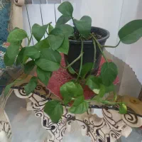 گل پتوس برگ بیدی گل ناز یخی
