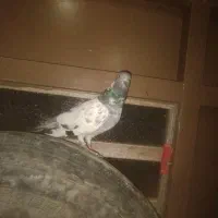 گمشده پیرانشهر کونه خانه|حیوانات|مهاباد (آذربایجان غربی), |دیوار