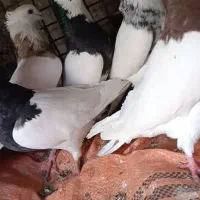 طوقی هفت رنگ