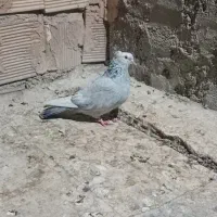 قره یشمی