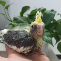 جوجه عروس ابلغ سرلاکی|پرنده|قم, شاه سید علی|دیوار