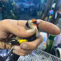 سهره رسمی دهن دار