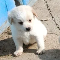 توله اشپیتزو|سگ|نجف‌آباد, گلدشت|دیوار