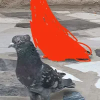 کفتر نر سرور|پرنده|باقرشهر, |دیوار
