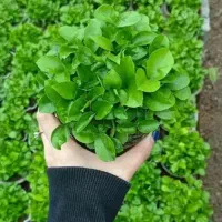 پیش فروش سبزه نارنج|گل و گیاه طبیعی|علی‌آباد کتول, |دیوار