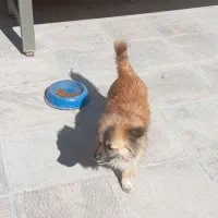 سگ پاپی پا کوتاه باهوش