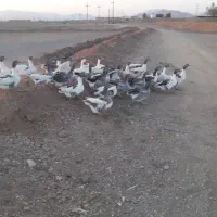 غاز مرغ جوجه اردک بره