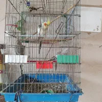 یک سگ پاکوتاه نر و سه تا عروس هلندی یکیش نر|سگ|خوی, |دیوار