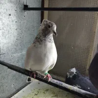 پرنده|پرنده|کرمانشاه, |دیوار