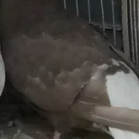 کفتر شکلاتی دم سفید نهبندان