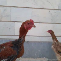 جوجه لاری ۸ ماهه|حیوانات مزرعه|ری, شهرری|دیوار