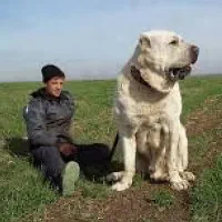 آلابای کائو روسی|سگ|تهران, بوستان سرخه حصار|دیوار