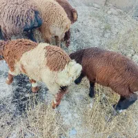 بره نر وزن 25 کیلو