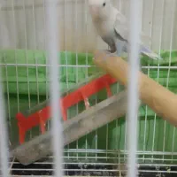 یک عدد کوتوله برزیلی|پرنده|ایرانشهر, |دیوار