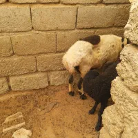 میش جوان با بره|حیوانات مزرعه|تخت, |دیوار