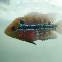 فروش فلاورهورن فلاور سوپر رد|ماهی|مشهد, حسابی جنوبی (شهرک غرب)|دیوار