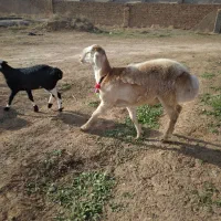 بره قوچی|حیوانات مزرعه|تربت جام, جامرود|دیوار