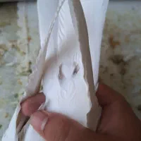 کفتر طوقی ماده|پرنده|تهران, مسگرآباد|دیوار