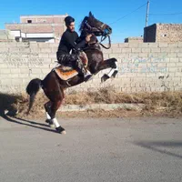 اسب