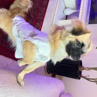 پامر اشپیتز