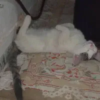 دوتاگربه بازیگوش