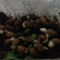 حلزون طبی|خزنده|کرج, خرمدشت|دیوار