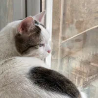 واگذاری گربه