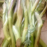 بیلهر