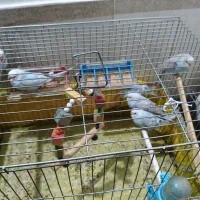 مرغ عشق دو ماه و سه ماه سالم شلوغ