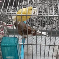 جوجه سهره و۲عدد قناری ماده|پرنده|سنندج, |دیوار