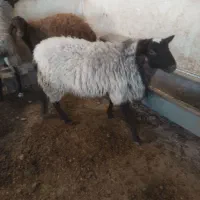 بره رومن و رومانف|حیوانات مزرعه|ورامین, ورامین|دیوار