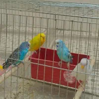 مرغ عشق